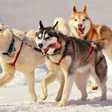 Husky, team, Dogs