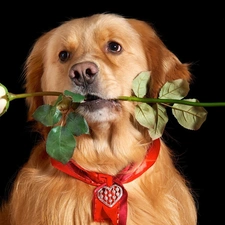 Heart teddybear, rose, dog, Valentine