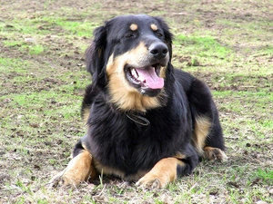 Teeth, Hovawart, Tounge