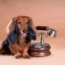 Telephone, long-haired Dachshund