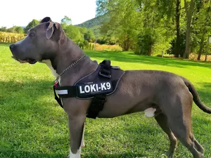 blue, Terrier, AMERICAN, Stafford, Amstaff