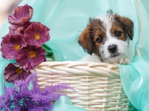 Flowers, Puppy, basket, textile, Fern, Jack Russel Terrier