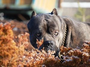 Terrier, Bull, Black, Pit