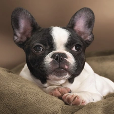 French Bulldog, haunt