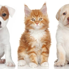 Maine Coon, cat, dog, Labrador Retriever, Jack Russell Terrier