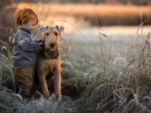 cane, grass, Airedale Terrier, boy, dog