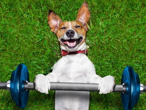 Funny, Jack Russell Terrier, Weights, dog