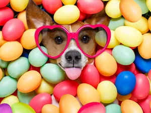 Glasses, dog, Easter, eggs, Tounge, Jack Russell Terrier