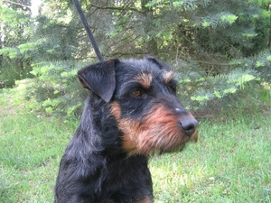 Head, German hunting terrier