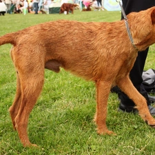 Irish Terrier, ginger