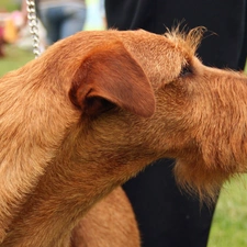 Irish Terrier, Head