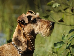 terrier, irish