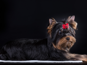 Loop, dog, Yorkshire Terrier