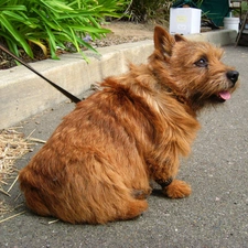 Norwich terrier, ginger