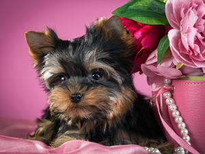 Peonies, Puppy, Yorkshire Terrier