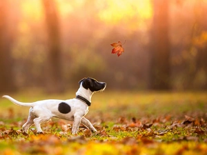 dog, Jack Russell Terrier, Leaf, leaf, autumn