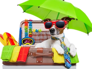 holiday, Jack Russell Terrier, Umbrella, portmanteau, Glasses