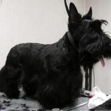 Scottish Terrier, cut