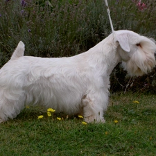 Sealyham Terrier, White