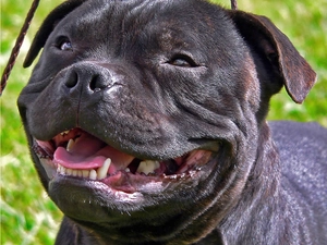 Smile, Staffordshire Bull Terrier