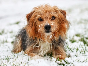 snow, dog, Yorkshire Terrier