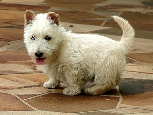 West Highland White Terrier