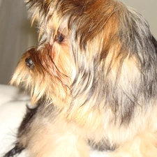 Yorkshire Terrier, dog