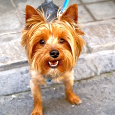 Yorkshire Terrier, muzzle