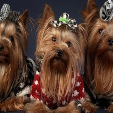 Yorkshire, Terrier, Three