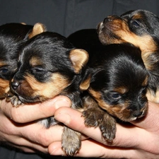 terriers, puppies