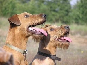 Two cars, Irish Terriers