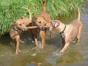water, Three, Irish Terriers