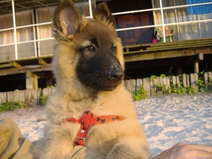 Tervueren, honeyed, Puppy