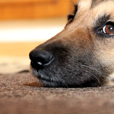 The look, Eyes, dog, bitch, muzzle