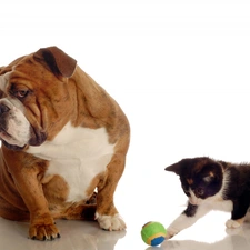 the ball, dog, small, Buldog, kitten