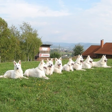 chimney, the roof, White Swiss Shepherd, grass