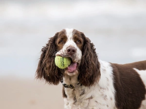 the ball, Ball, Cocer Spaniel