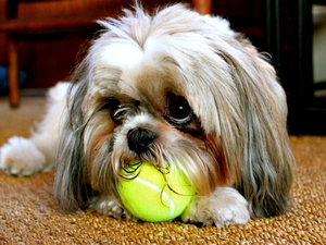 dog, Yellow Honda, the ball, doggy