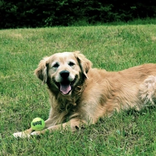 the ball, grass, Golden Retriever