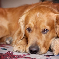 The look, mascot, golden, retriever