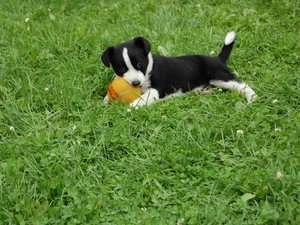 Border Collie, grass, Puppy, the ball