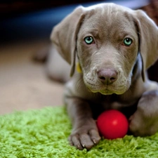 carpet, Ball Weimaraner, Puppy