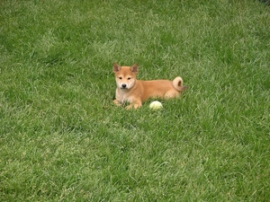 honeyed, Shiba inu, the ball, small