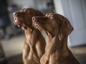 The look, blurry background, Dogs, Hungarian Shorthaired Pointer, Two cars