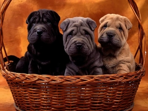 colors, Shar Pei, Three