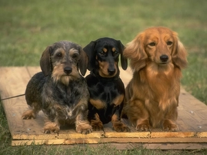 Three, dachshunds