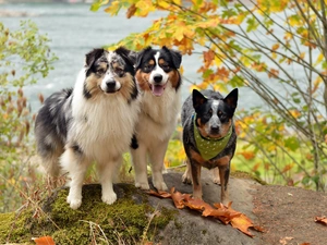 Australian cattle dog, Australian Shepherd, puppies, friends, Three