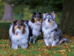 Three, Shetland Sheepdogs