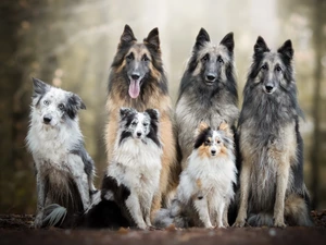 Three, six, Border Collie, shetland Sheepdog, Belgian Shepherd Tervuren, dogs