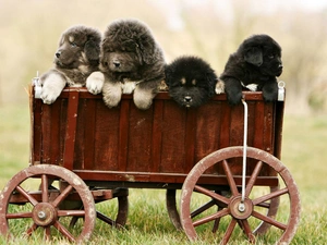 Mastiff, Tibetan, Dogs, puppies, trolley
